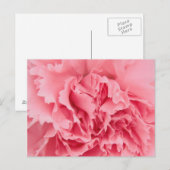 Briefkaart roze anjer dicht bij elkaar (Voorkant / Achterkant)