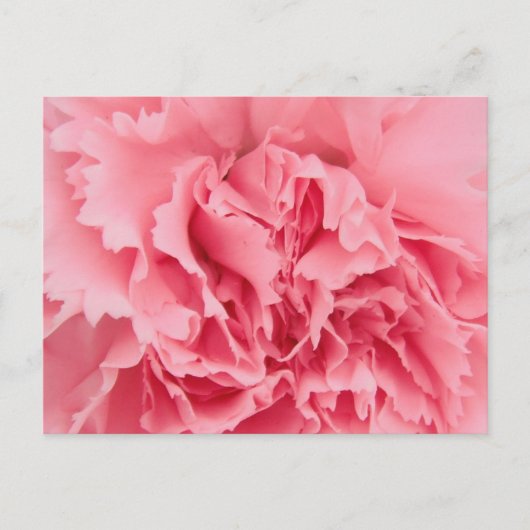 Briefkaart roze anjer dicht bij elkaar (Voorkant)