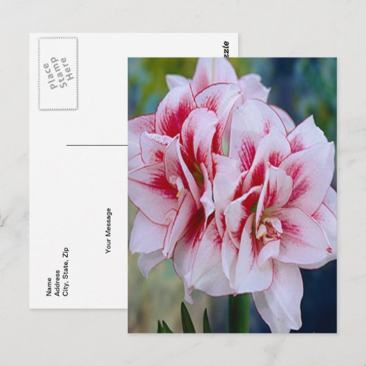 Briefkaart Roze bloemen (Voorkant / Achterkant)