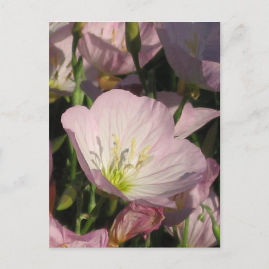 Briefkaart Roze bloemen (Voorkant)
