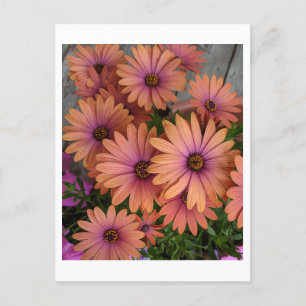 BRIEFKAART Roze bloemen