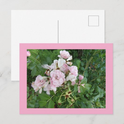 Briefkaart Roze bloemen (Voorkant / Achterkant)