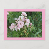 Briefkaart Roze bloemen (Voorkant)