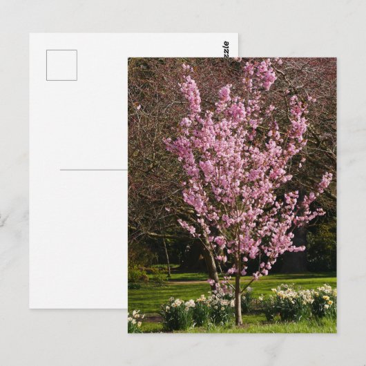 Briefkaart Roze Cherry Tree (Voorkant / Achterkant)