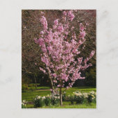 Briefkaart Roze Cherry Tree (Voorkant)
