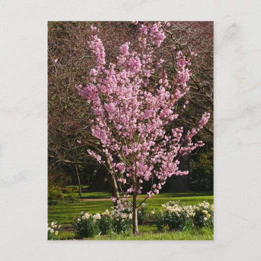 Briefkaart Roze Cherry Tree (Voorkant)