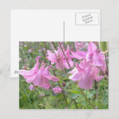Briefkaart Roze Columbine Flowers (Voorkant / Achterkant)