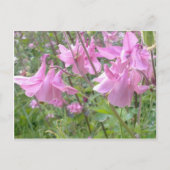 Briefkaart Roze Columbine Flowers (Voorkant)