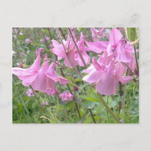Briefkaart Roze Columbine Flowers (Voorkant)