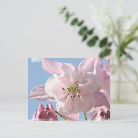 Briefkaart Roze Columbine Flowers (Staand voorkant)