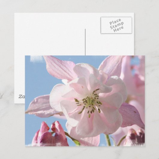Briefkaart Roze Columbine Flowers (Voorkant / Achterkant)