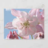 Briefkaart Roze Columbine Flowers (Voorkant)