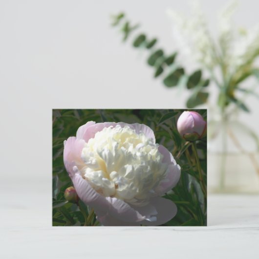 Briefkaart Roze en Cream Peonies (Staand voorkant)