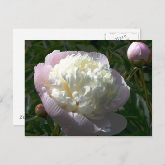 Briefkaart Roze en Cream Peonies (Voorkant / Achterkant)