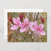 Briefkaart - Roze Guara (Voorkant / Achterkant)