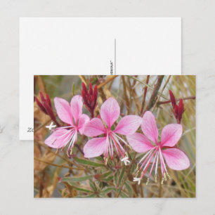 Briefkaart - Roze Guara