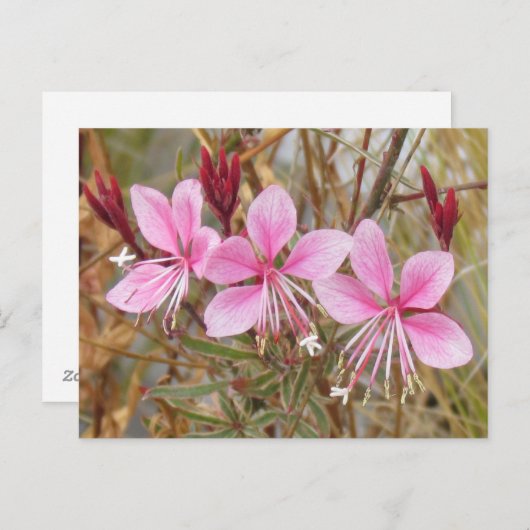 Briefkaart - Roze Guara (Voorkant / Achterkant)