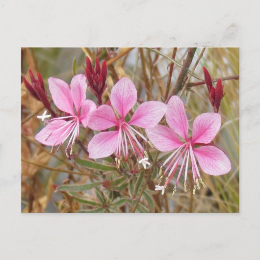 Briefkaart - Roze Guara (Voorkant)