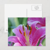 Briefkaart Roze Lilies (Voorkant / Achterkant)