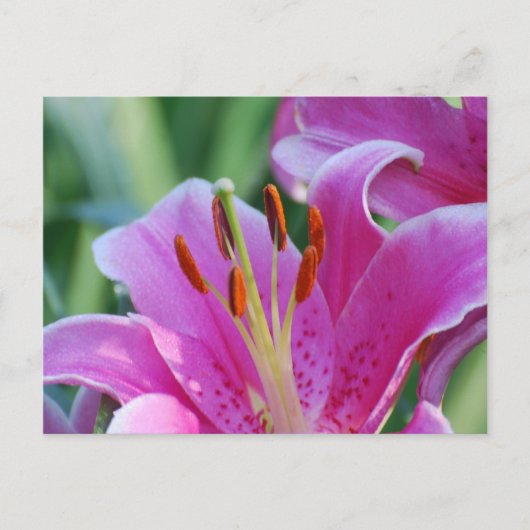 Briefkaart Roze Lilies (Voorkant)