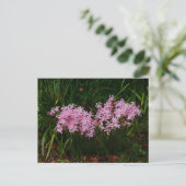 Briefkaart Roze Nerine Flowers (Staand voorkant)