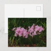 Briefkaart Roze Nerine Flowers (Voorkant / Achterkant)