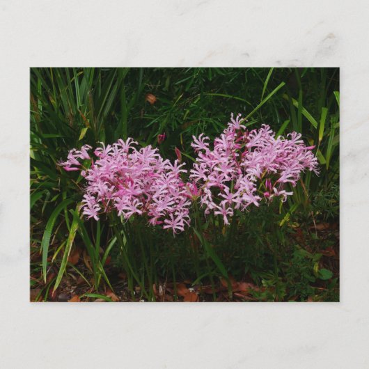 Briefkaart Roze Nerine Flowers (Voorkant)