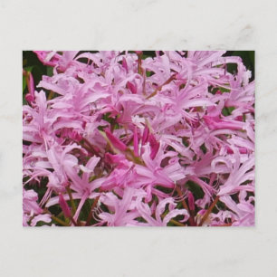 Briefkaart Roze Nerine Flowers