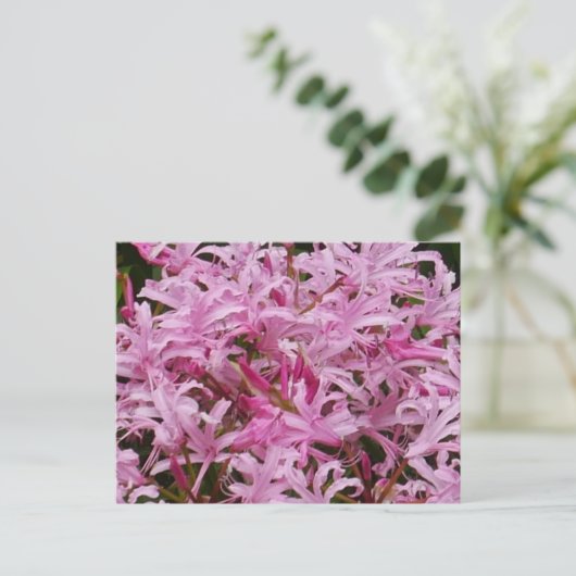 Briefkaart Roze Nerine Flowers (Staand voorkant)