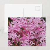 Briefkaart Roze Nerine Flowers (Voorkant / Achterkant)