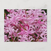 Briefkaart Roze Nerine Flowers (Voorkant)