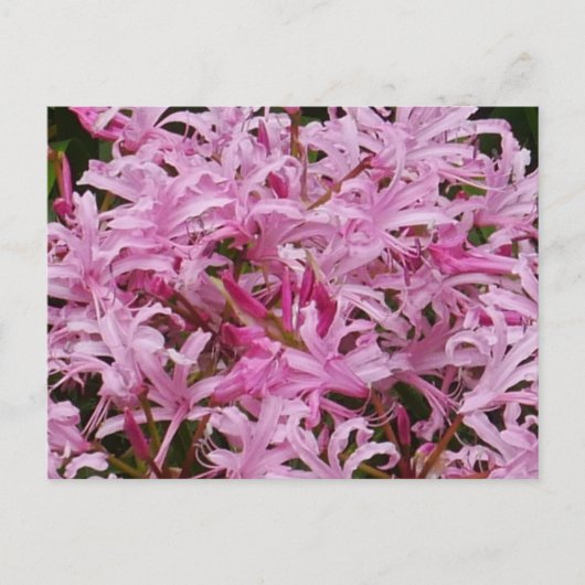 Briefkaart Roze Nerine Flowers (Voorkant)