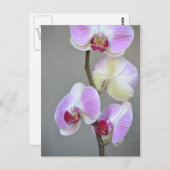 Briefkaart Roze Orchid Flowers (Voorkant / Achterkant)