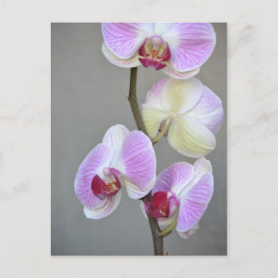 Briefkaart Roze Orchid Flowers