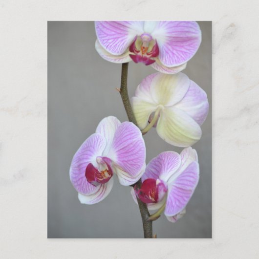 Briefkaart Roze Orchid Flowers (Voorkant)