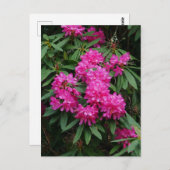 Briefkaart Roze Rhododendron Flowers (Voorkant / Achterkant)