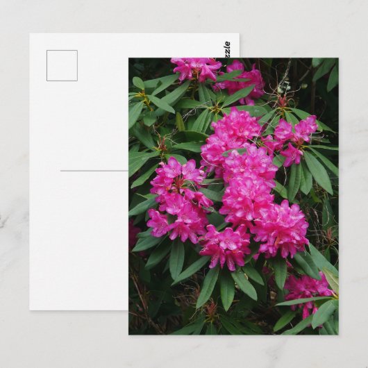 Briefkaart Roze Rhododendron Flowers (Voorkant / Achterkant)