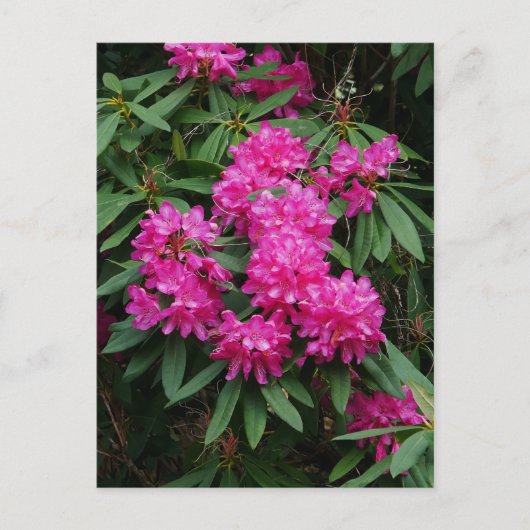 Briefkaart Roze Rhododendron Flowers (Voorkant)