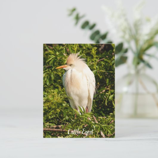 Briefkaart Rundveetprofiel (Staand voorkant)