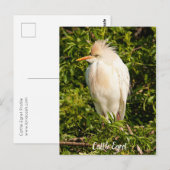 Briefkaart Rundveetprofiel (Voorkant / Achterkant)