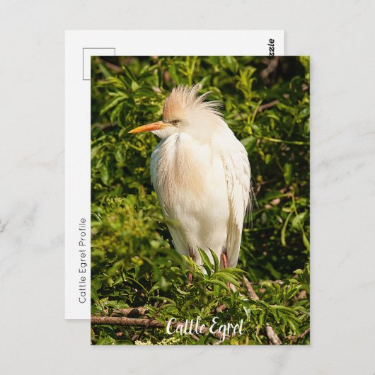 Briefkaart Rundveetprofiel (Voorkant / Achterkant)