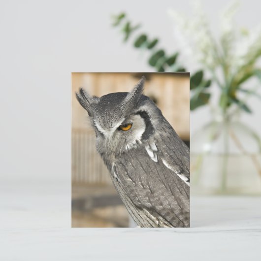 Briefkaart SACHOwl Portret (Staand voorkant)