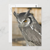 Briefkaart SACHOwl Portret (Voorkant / Achterkant)