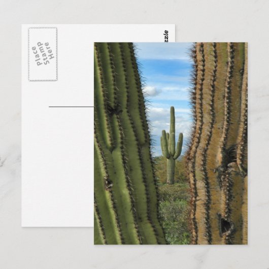 Briefkaart Saguaro Cactus (Voorkant / Achterkant)