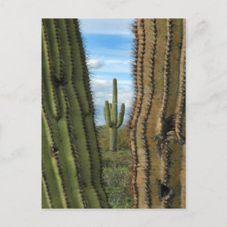 Briefkaart Saguaro Cactus