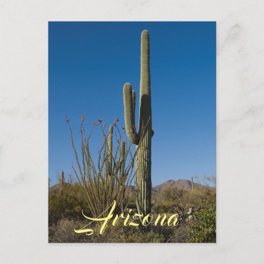 Briefkaart Saguaro Cactus (Voorkant)