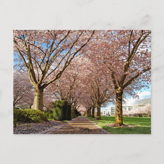Briefkaart Salem Cherry Blossom & Squirrel Oregon (Voorkant)