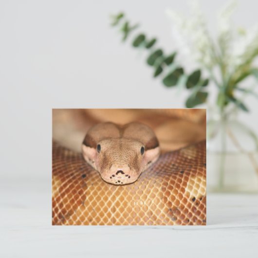 Briefkaart Salmon Boa (Staand voorkant)