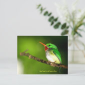 Briefkaart San Pedrito de Puerto Rico (Staand voorkant)