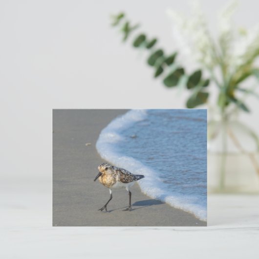 Briefkaart - Sandpiper op strand (Staand voorkant)